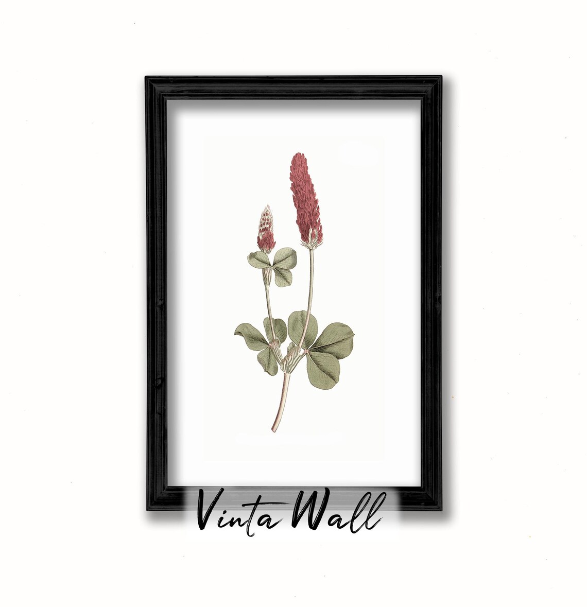 Crimson Clover Wildflower Vintage Botanical Illustration Art Print - Image 2