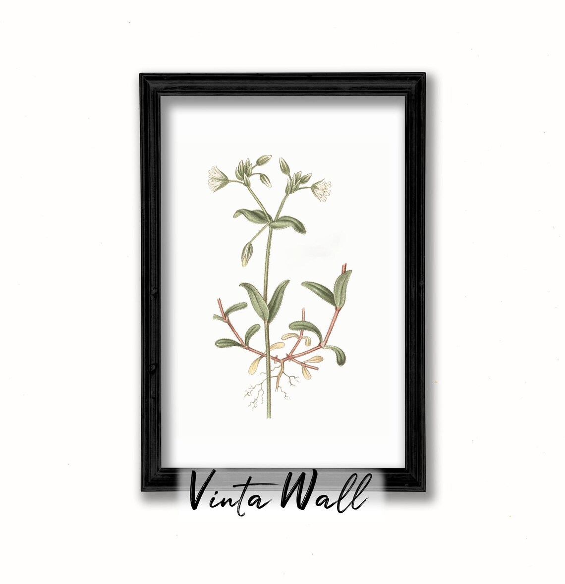 White Wildflower with Fine Roots Vintage Botanical Art Print - Image 2