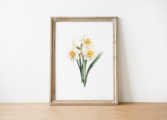 Watercolor Daffodil Art Print Botanical Flower Illustration Spring Daffodils Wall Decor Floral Home Decoration