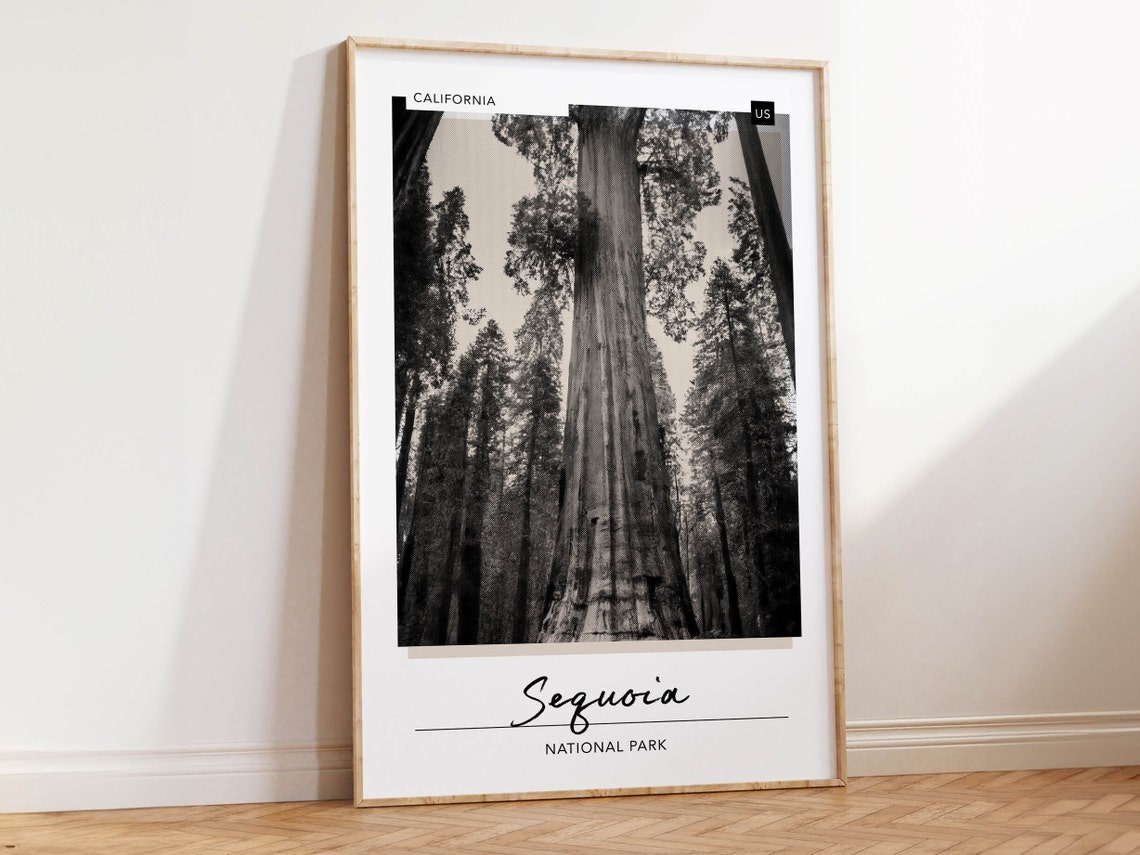 Sequoia National Park Black And White Redwoods Forest Photo Poster