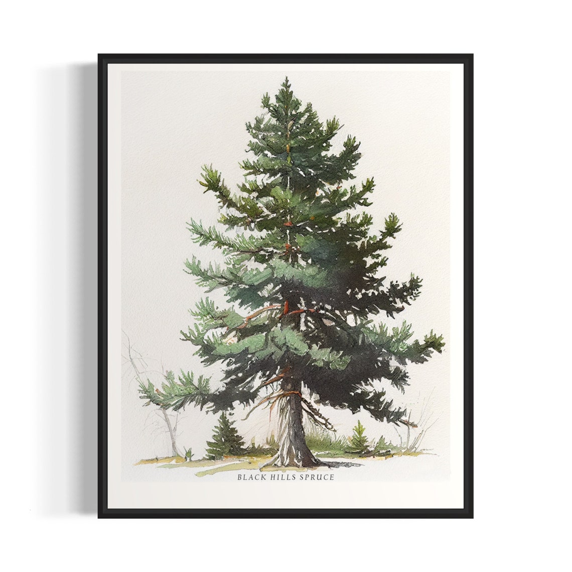 Black Hills Spruce Tree Art Print Black Hills Spruce Tree Wall Art Poster