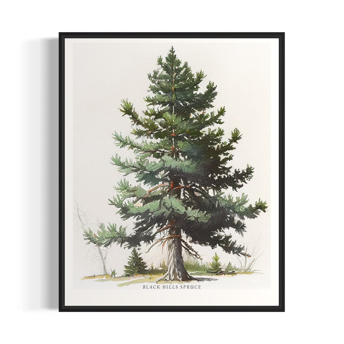 Black Hills Spruce Watercolor Evergreen Conifer Botanical Poster
