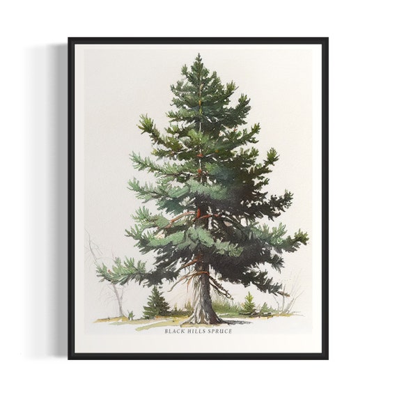 Black Hills Spruce Tree Art Print Black Hills Spruce Tree Wall Art Poster
