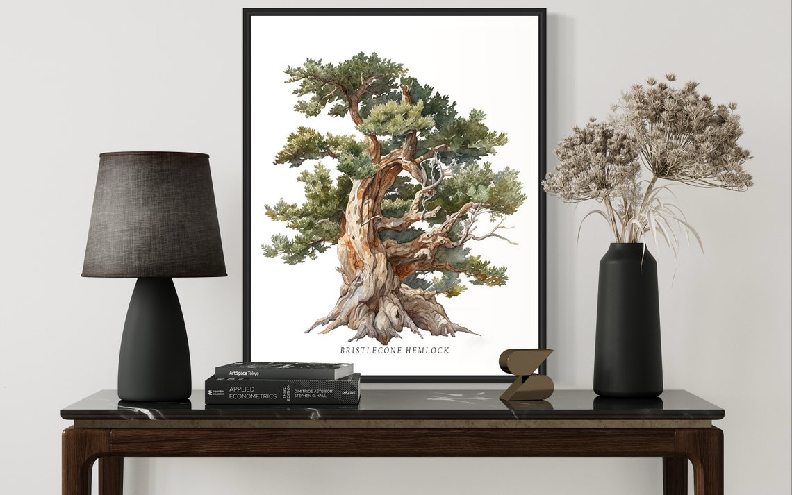 Bristlecone Hemlock Tree Art Print Bristlecone Hemlock Tree Wall Art Poster - Image 3
