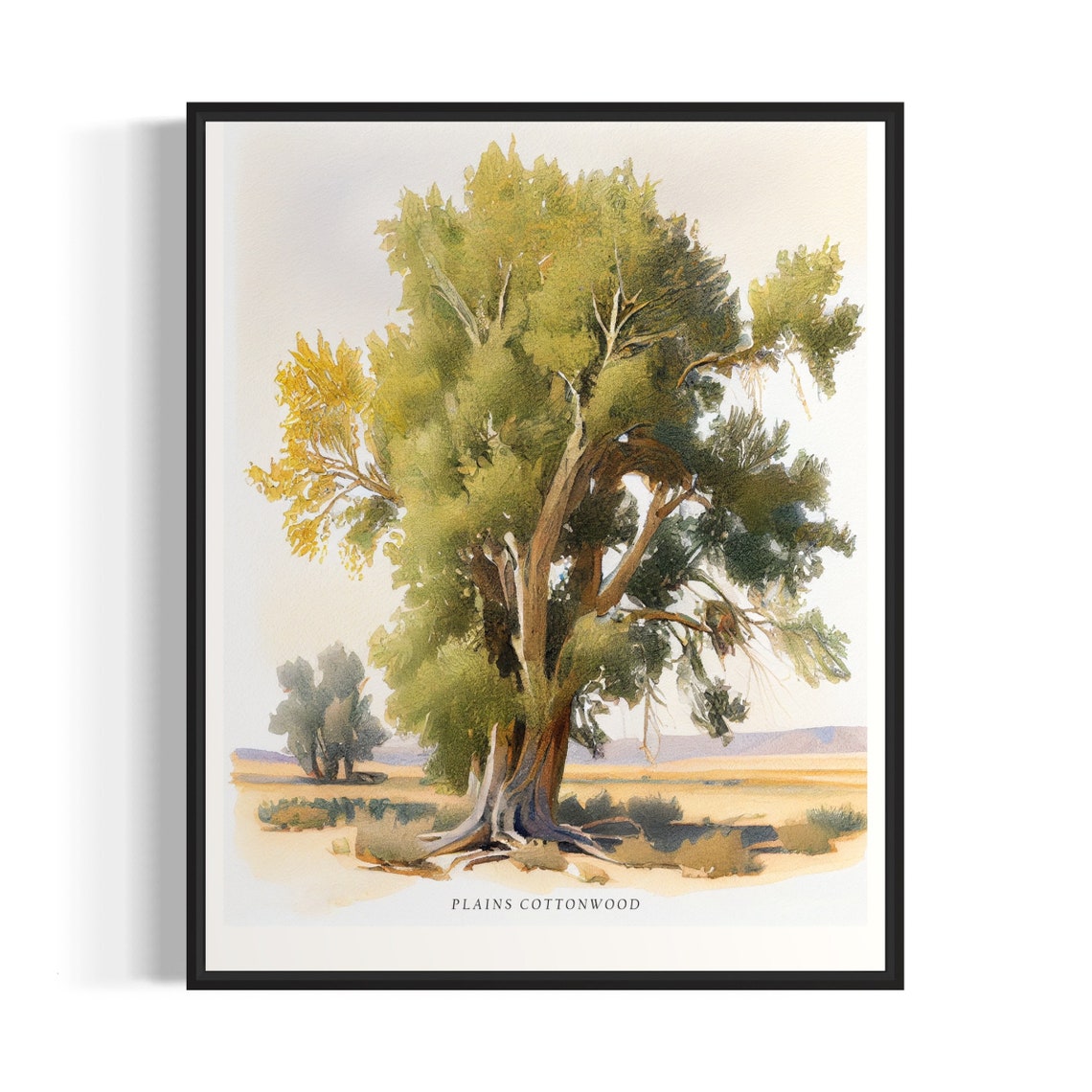 Plains Cottonwood Tree Watercolor Prairie Scene Botanical Poster