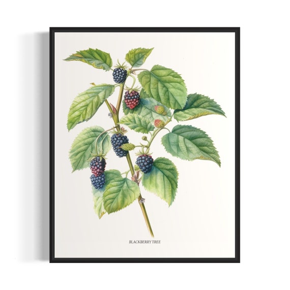Blackberry Tree Art Print Blackberry Tree Wall Art Poster