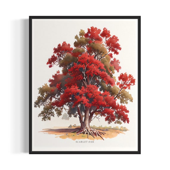 Scarlet Oak Tree Art Print Scarlet Oak Tree Wall Art Poster