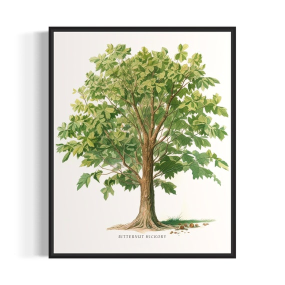 Bitternut Hickory Tree Art Print Bitternut Hickory Tree Wall Art Poster