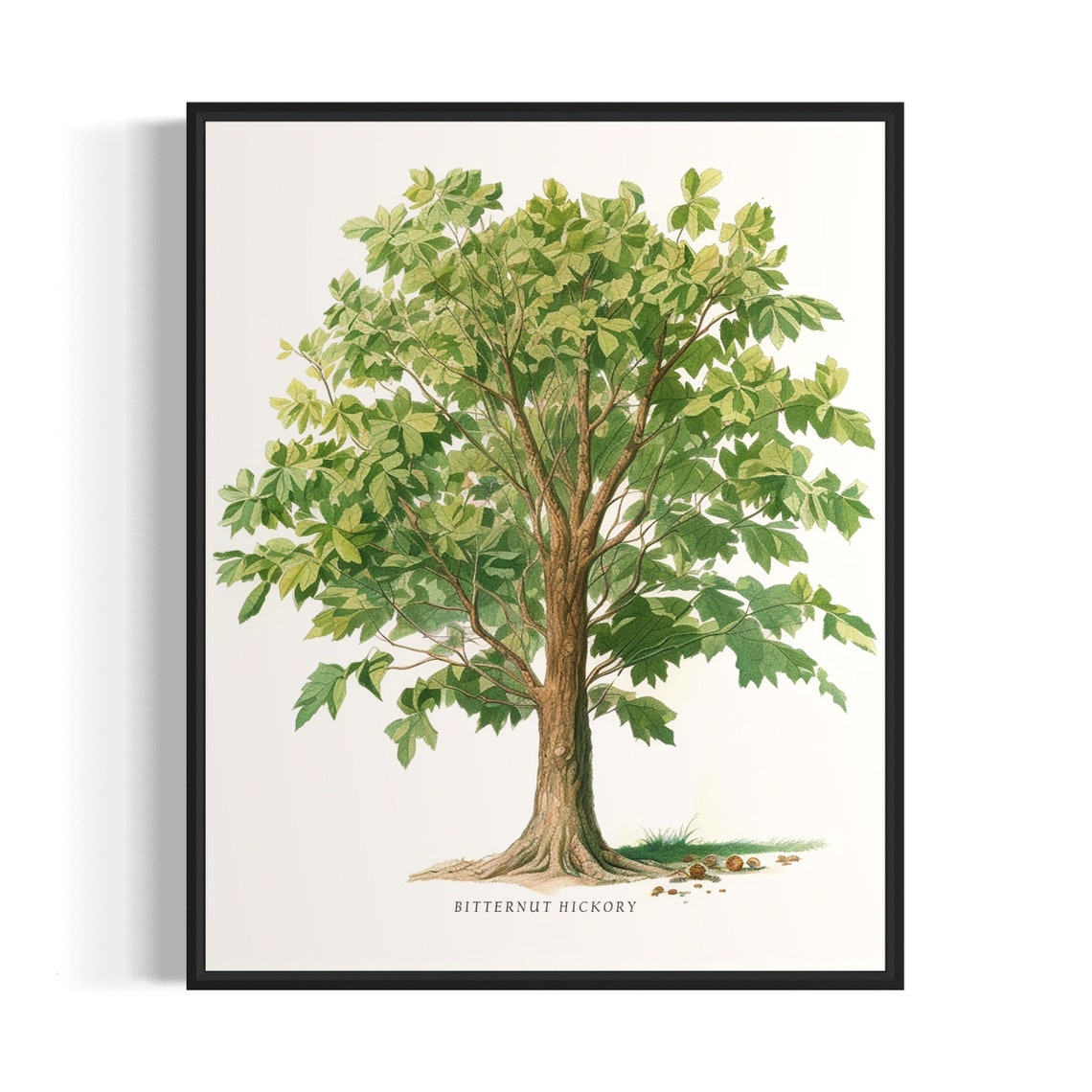 Bitternut Hickory Tree Art Print Bitternut Hickory Tree Wall Art Poster