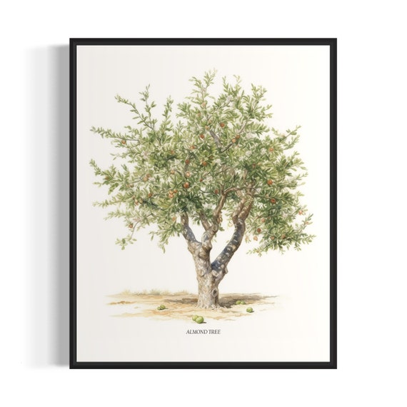 Almond Tree Art Print Almond Tree Wall Art Poster