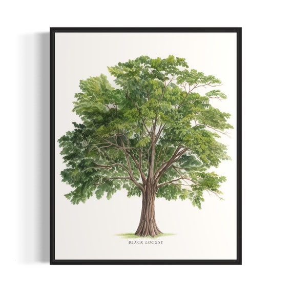 Black Locust Tree Art Print Black Locust Tree Wall Art Poster