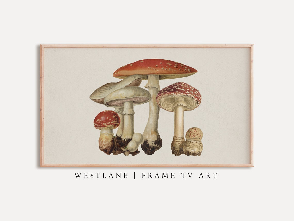Vintage Botanical Mushroom Illustration Autumn Fall Wall Art Print