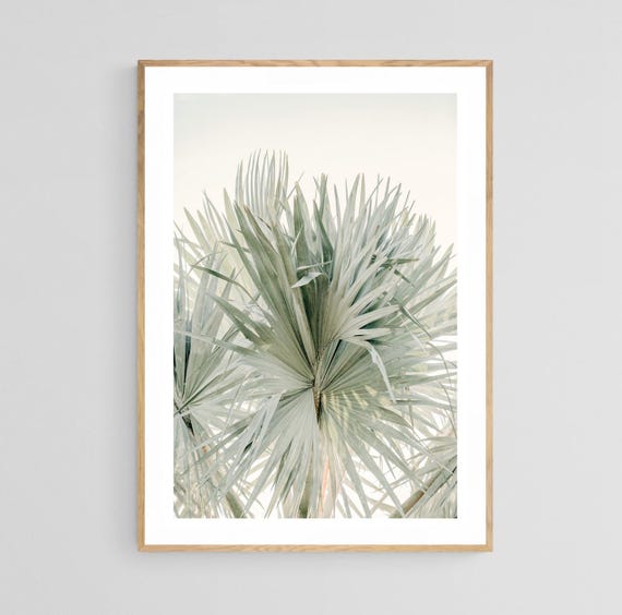 Palm Tree Photograph, Tropical Botanical Art Print