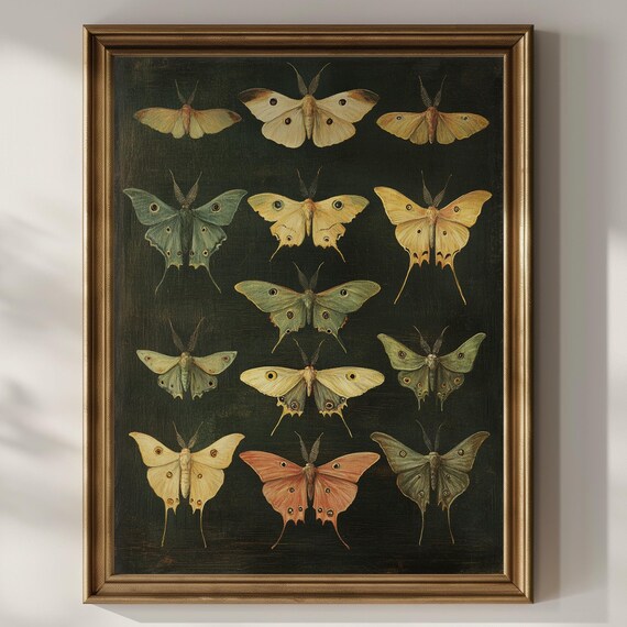 Twelve Moth Specimens on Dark Background Vintage Entomology Poster