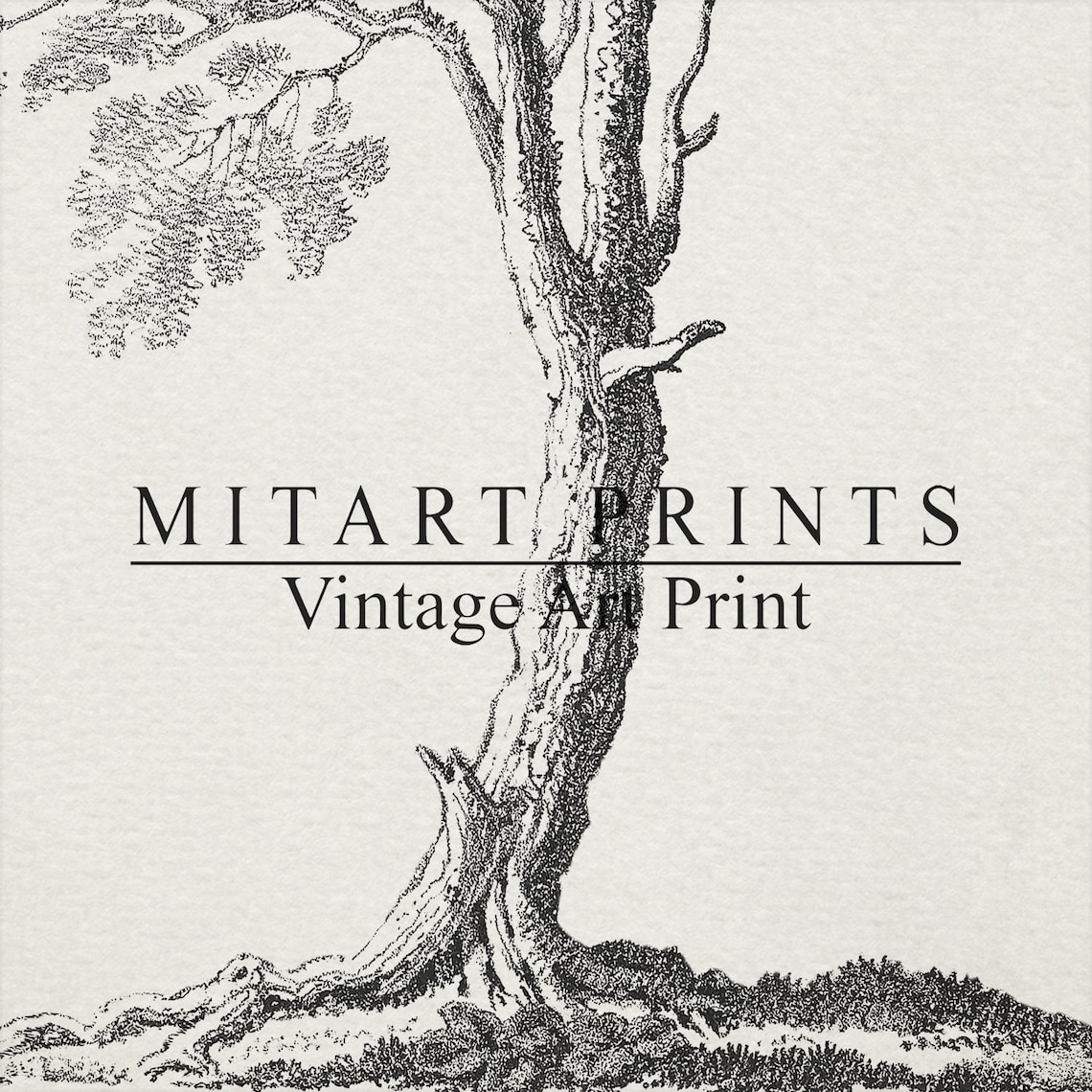 Antique Tree Sketch, Vintage Neutral Art Print - Image 4