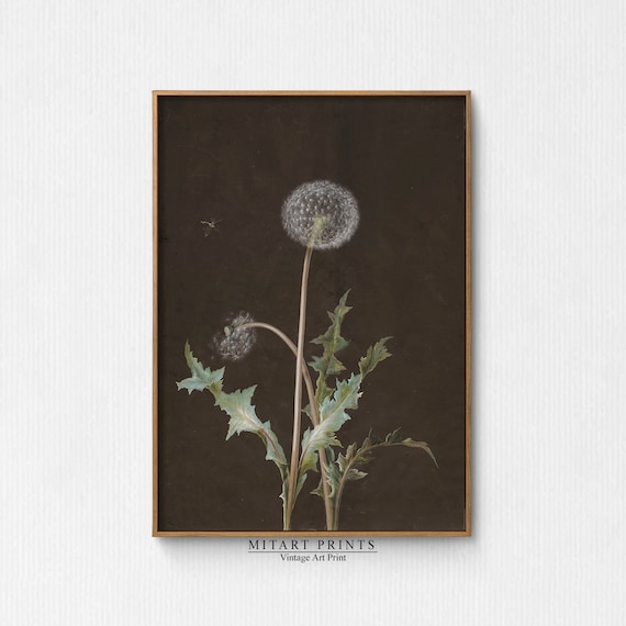 Vintage Dandelion Painting, Antique Botanical Art Print
