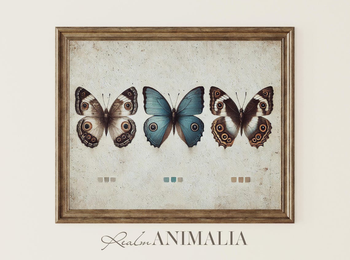 Three Butterflies Specimen Chart Vintage Insect Study Poster - Image 4
