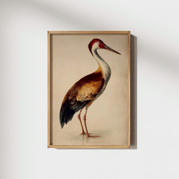 Vintage Crane Bird Print Ornithology Wall Art Antique Illustration Nature Home Decor Prints