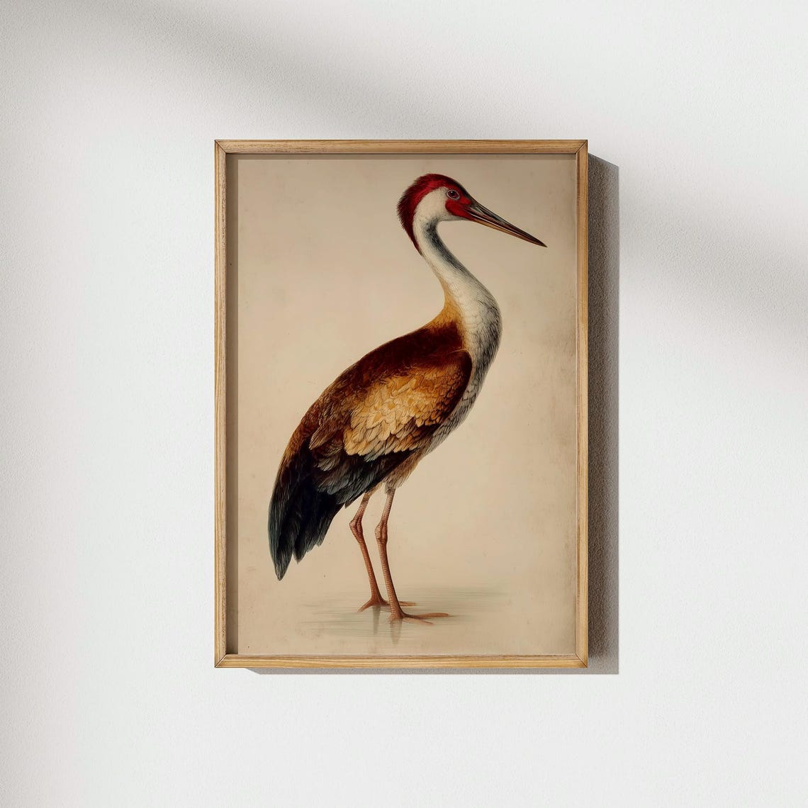 Majestic Red Crowned Crane Vintage Natural History Illustration Poster