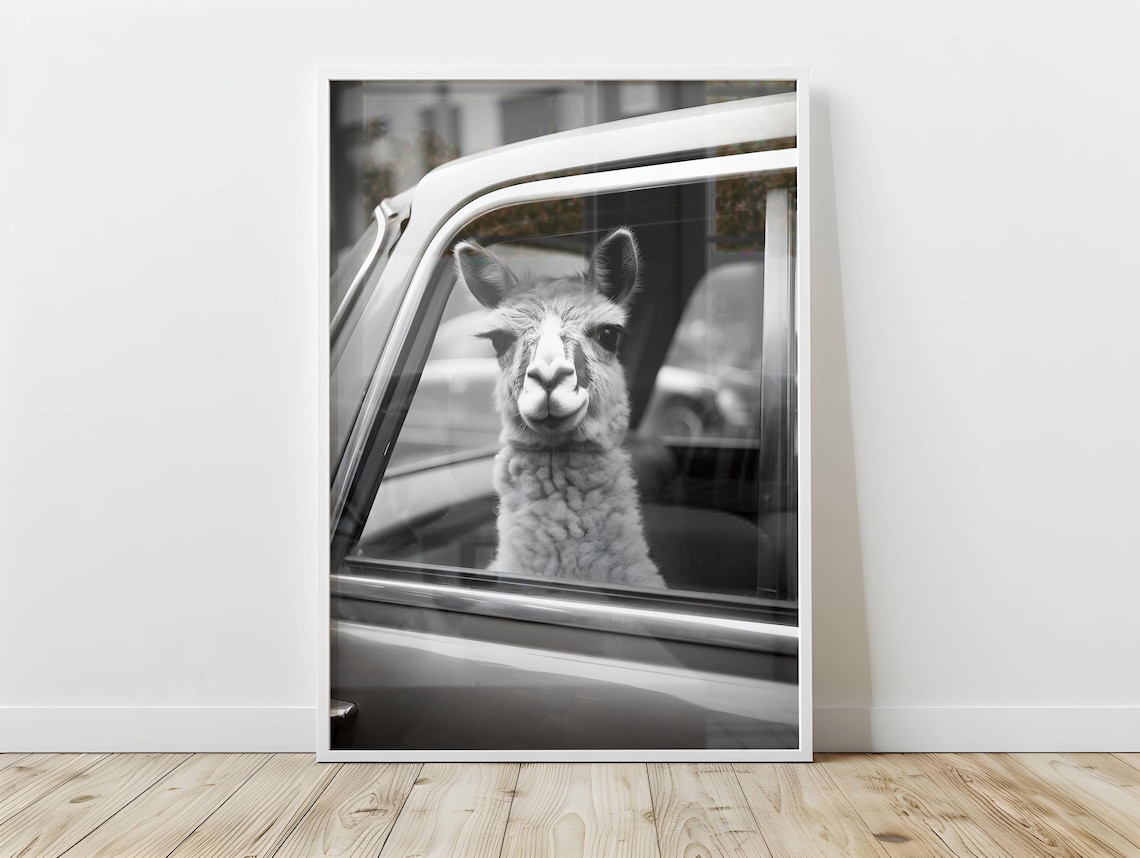 Funny Llama Black And White Alpaca Art Print