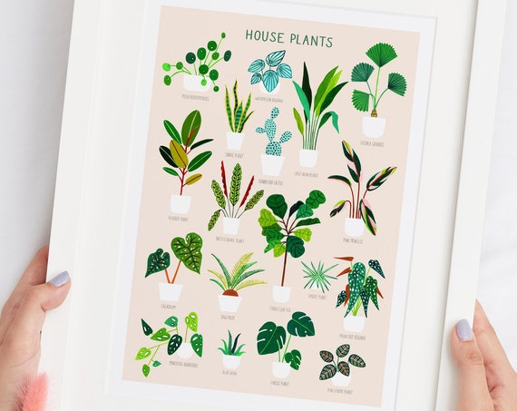 House Plants On Pink Botanical Poster Print