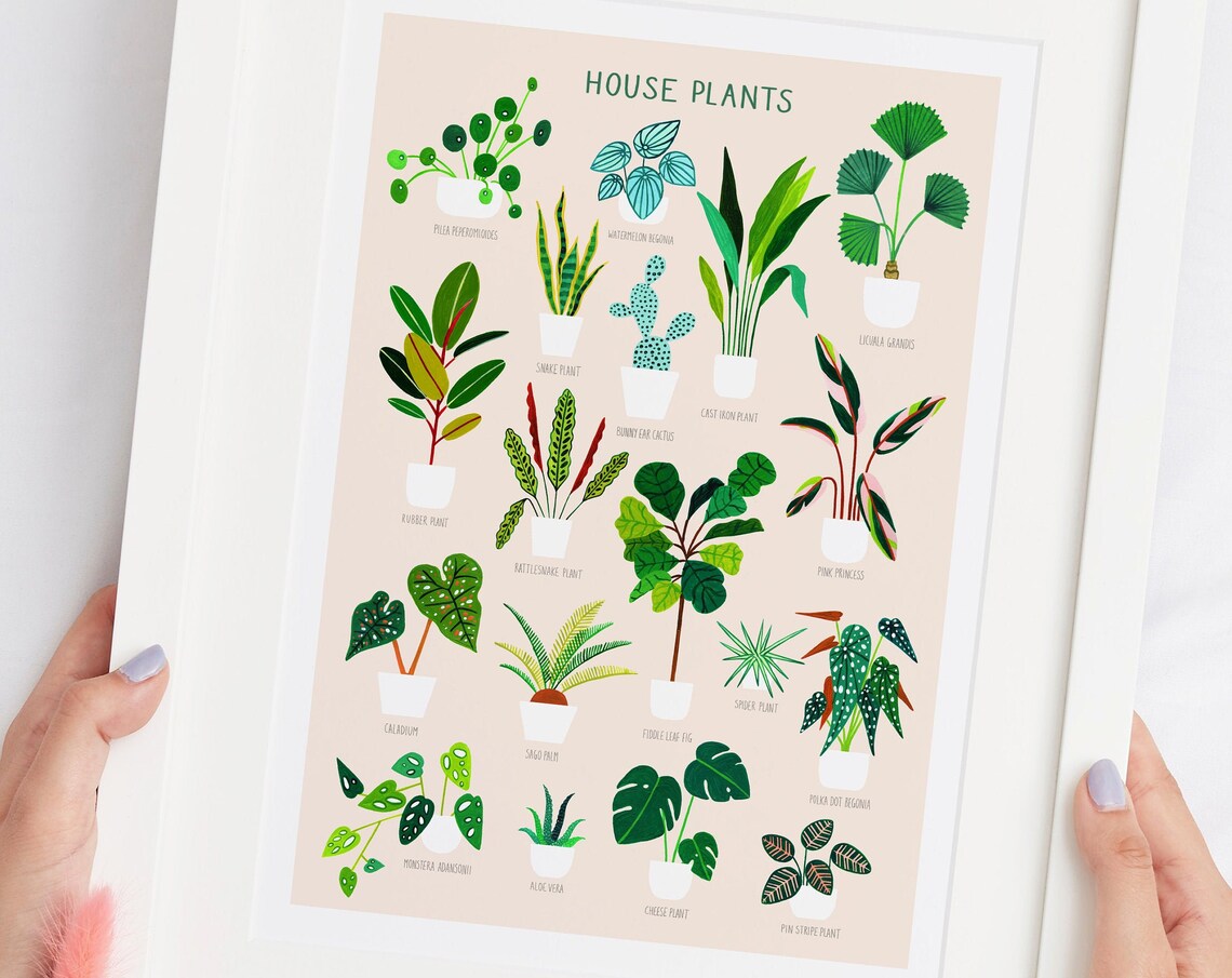 House Plants On Pink Botanical Poster Print