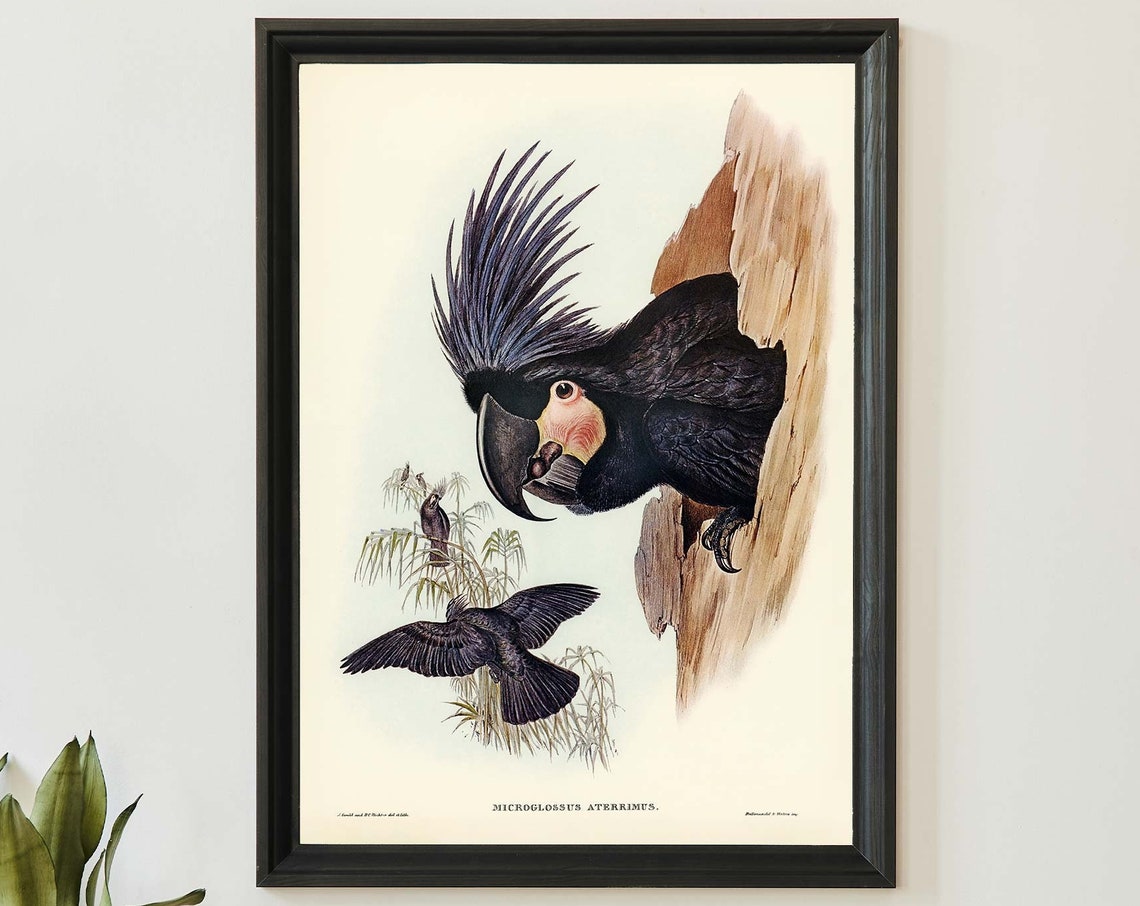 Palm Cockatoo John Gould Vintage Australian Bird Illustration Poster