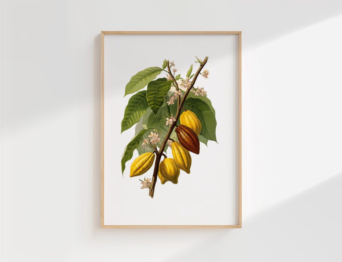 Theobroma Cacao Vintage Botanical Illustration Chocolate Plant Poster