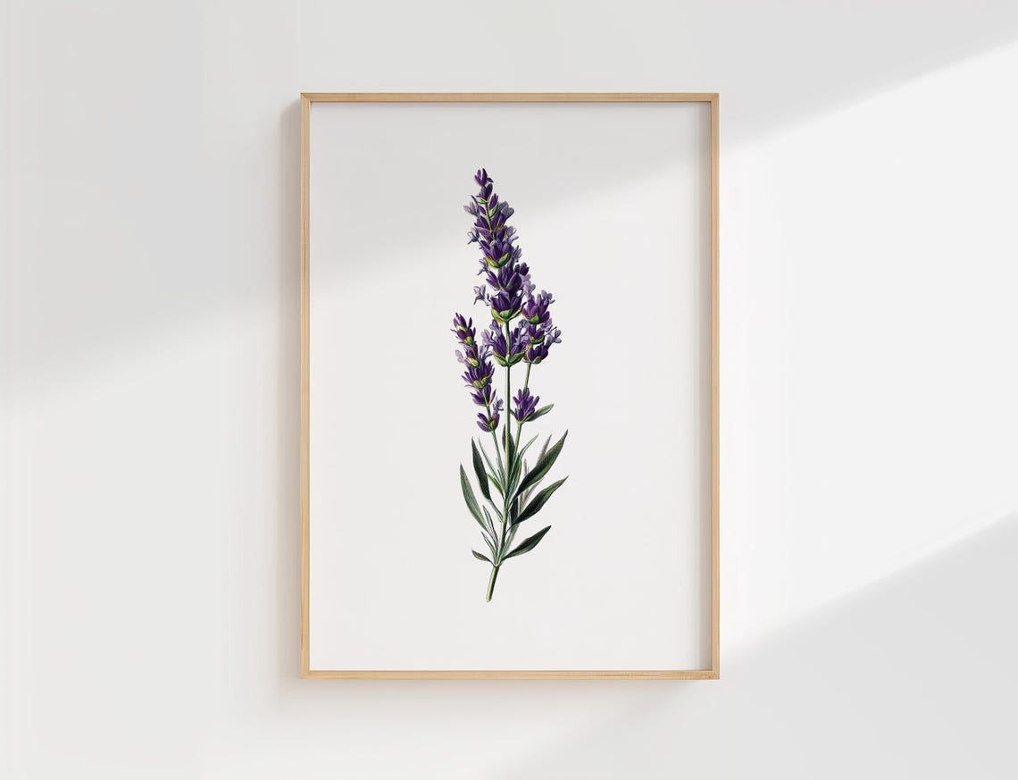 Vintage Lavender Botanical Flower Illustration French Country Poster