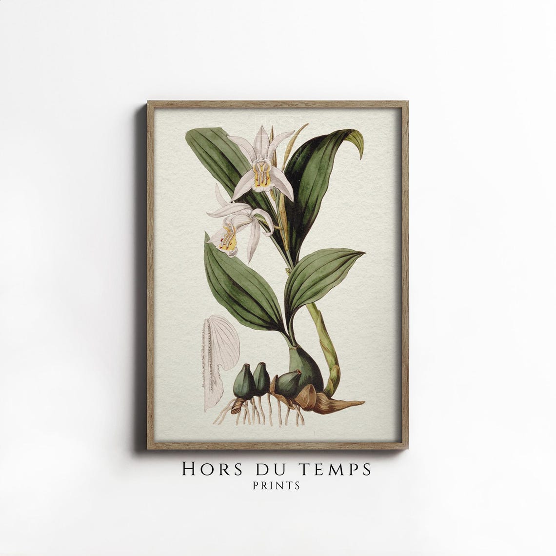 White Orchid Botanical Study Antique Floral Illustration Poster