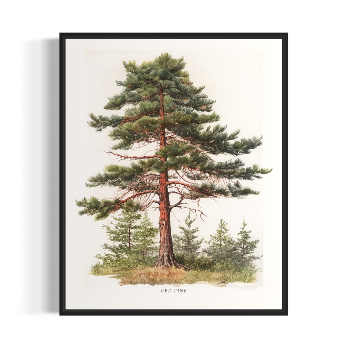 Red Pine Tree Art Print, Nature Wall Decor