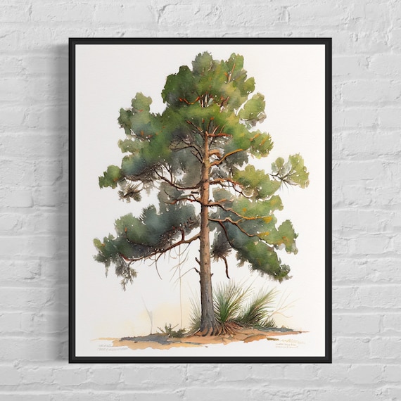 Loblolly Pine Tree Art Print, Nature Landscape