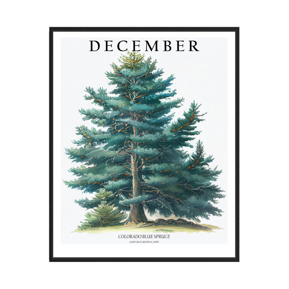 December Colorado Blue Spruce Tree Watercolor Botanical Poster