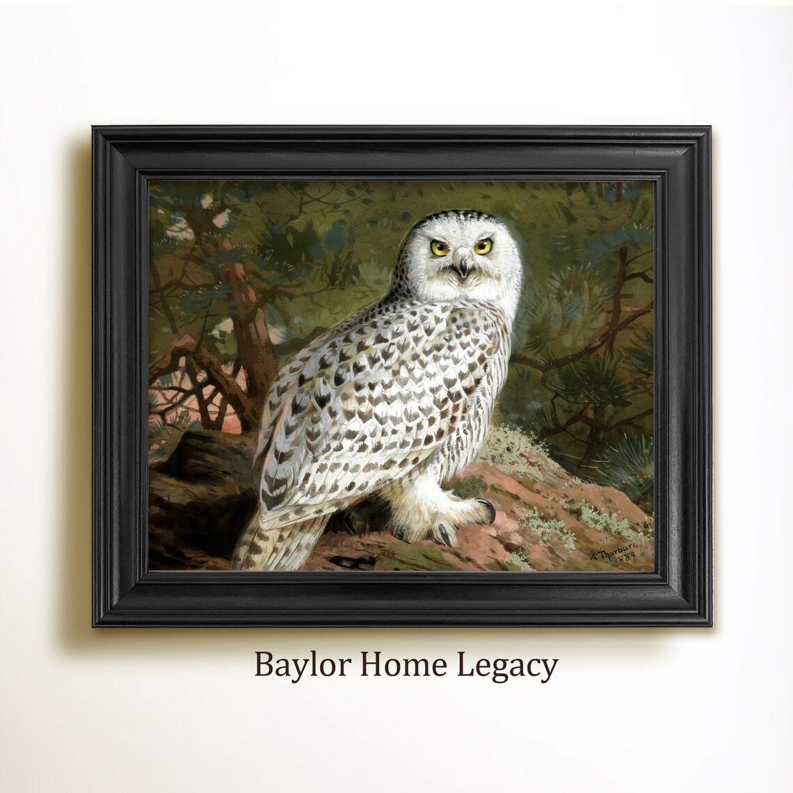 Snowy Owl Perched on Rocky Branch Vintage Bird Wildlife Art Poster