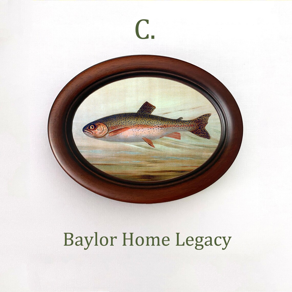 Rainbow Trout Antique Lithograph, Oval Fish Art Print - Image 3