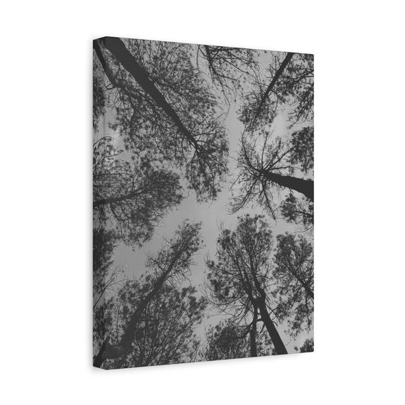 Upward Forest View Minimalist Black White Tree Print Matte Paper Nature Poster Museumgrade Wall Art For Calm Interiors