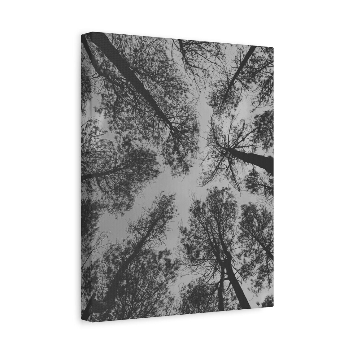Black and White Forest Canopy Looking Up Nature Photography Poster