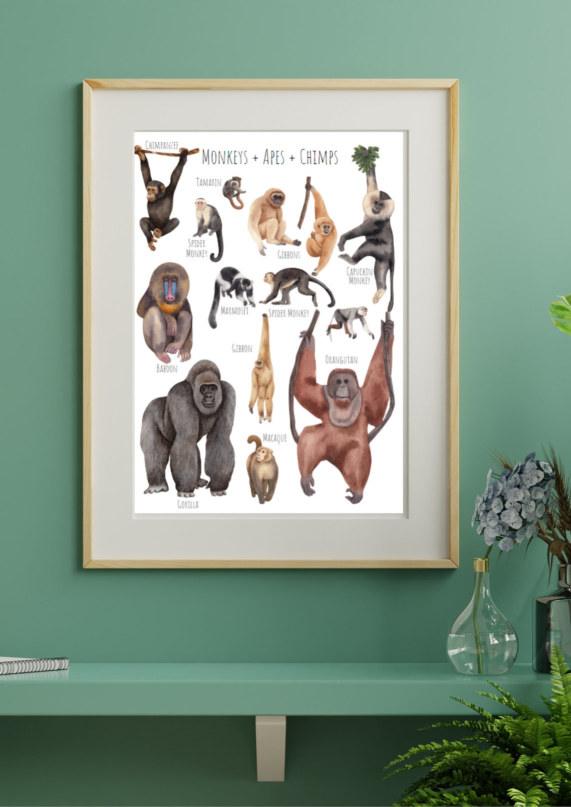 Watercolor Monkeys Apes and Chimps Species Chart Kids Room Art Poster - Image 6