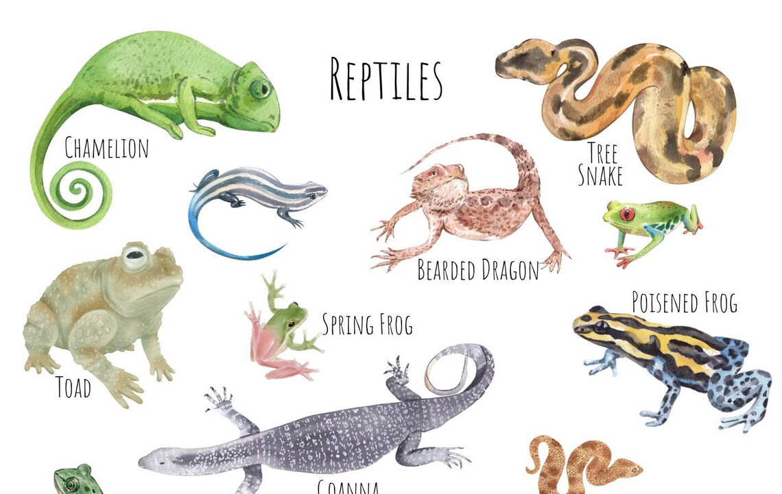 Reptiles Poster, Unique Reptile Art Print - Image 4