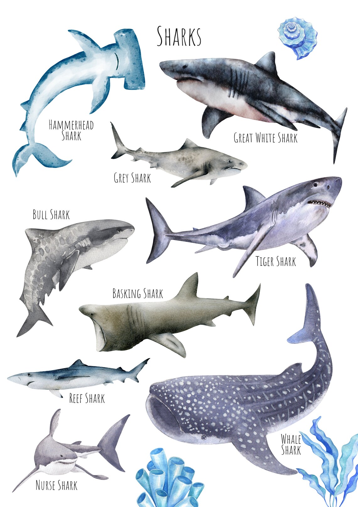 Sharks Poster, Unique Sharks From Around The World - Image 6