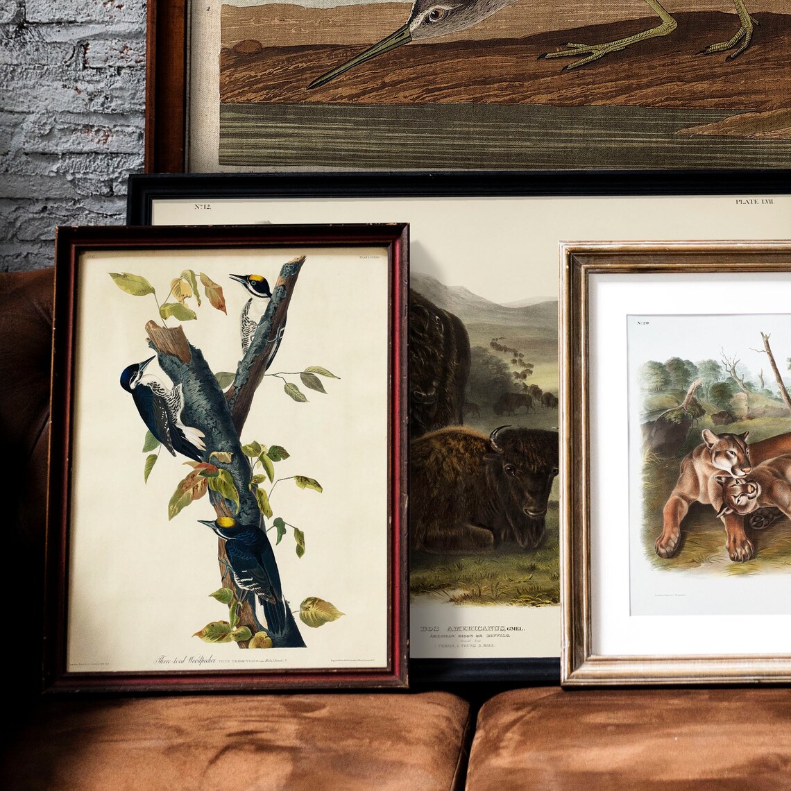 Audubon Three Toed Woodpecker Birds Vintage Ornithology Bird Poster - Image 2