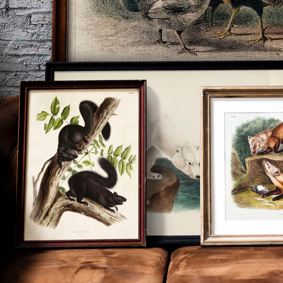 Squirrel Antique Animal Print, Vintage Illustration - Image 2