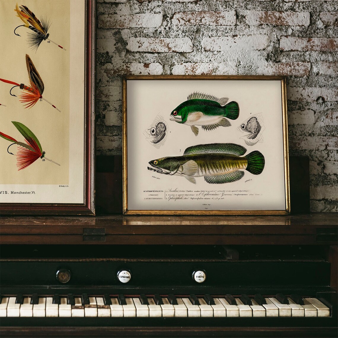 Fisherman Antique Vintage Fish Poster Print - Image 4