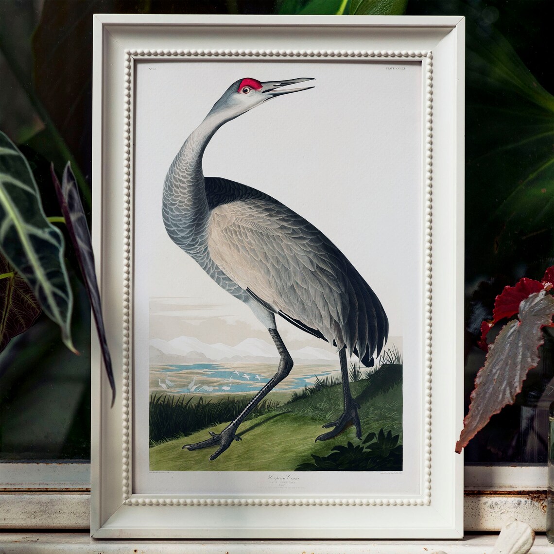 Crane Bird Antique Vintage Drawing Art Print - Image 4