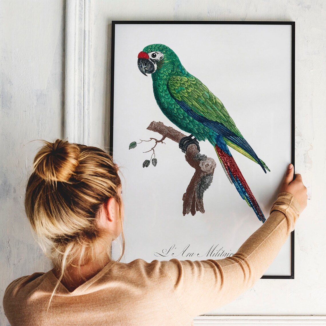 Parrot Vintage Drawing Art Print, Antique Style - Image 3