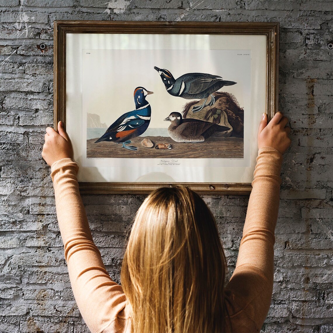 Harlequin Duck Vintage Bird Illustration Art Print - Image 3