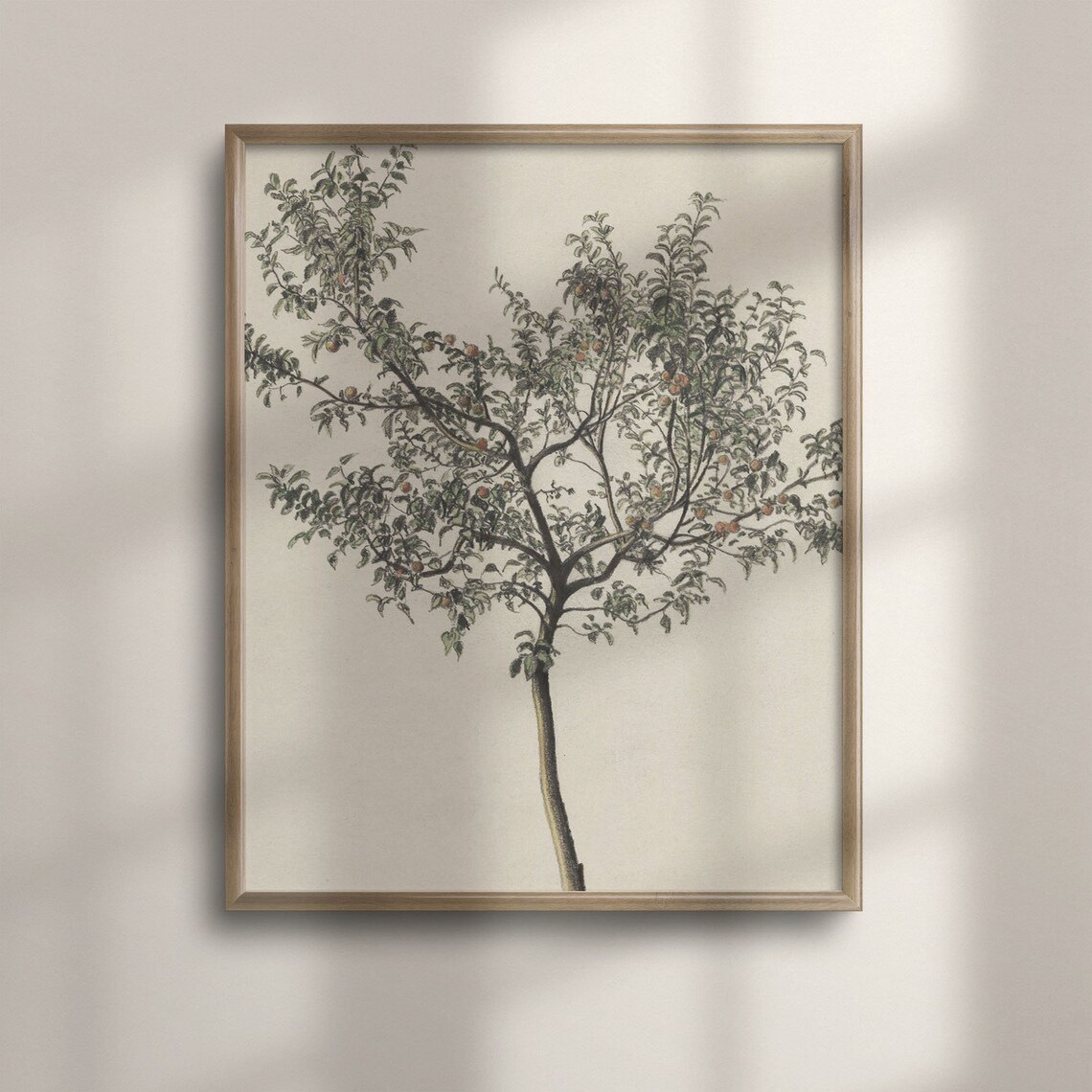 Vintage Orange Tree Botanical Kitchen Art Print