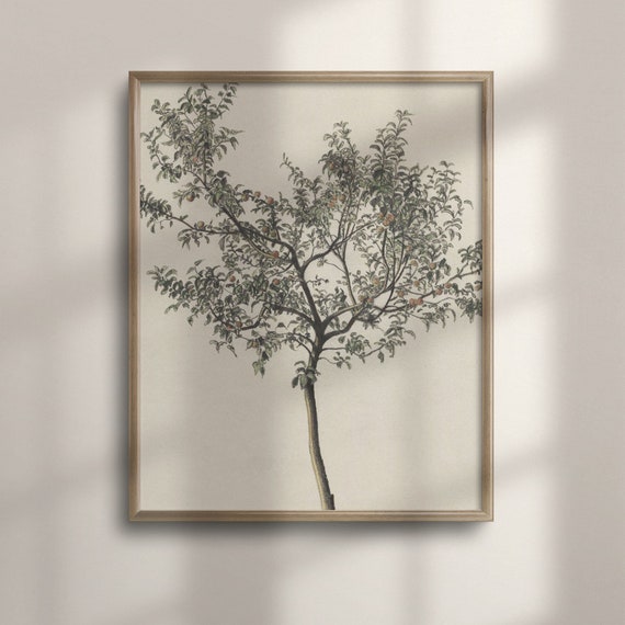 Vintage Orange Tree Botanical Kitchen Art Print
