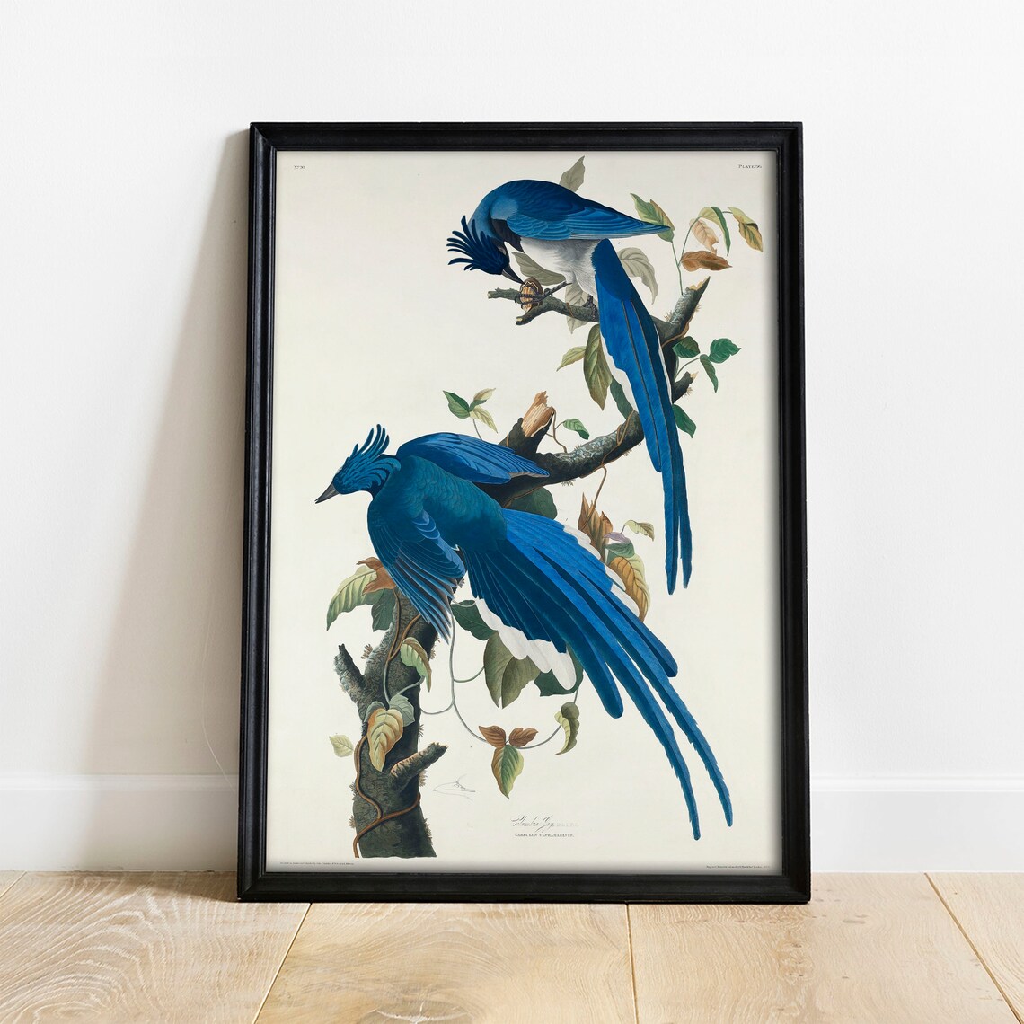Columbia Jay Vintage Bird Drawing Art Print