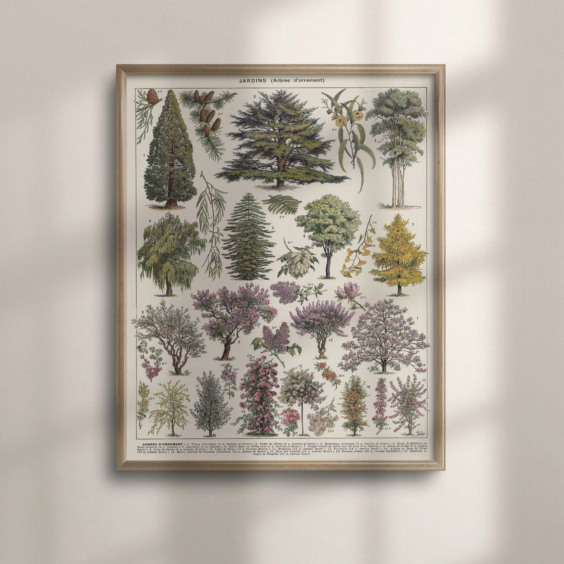 Vintage French Tree Chart Jardins Ornamental Botanical Study Poster